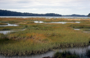 Tidal Marshes
