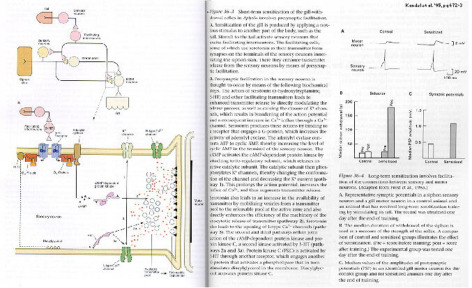 short-term sensitization in Aplysia Kandel et al, 1995
