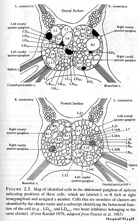 Abdominal ganglion in aplysia  MacPhail, 1993 pg35