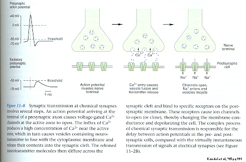 Synaptic transmission: responses in pre & post synaptic cell Kandel,1995 pg 191