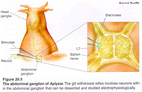 Ganglion in aplysia  Bear, 1993 pg552