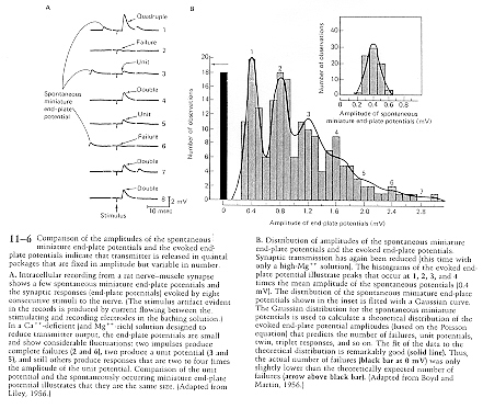 Quantal Analysis