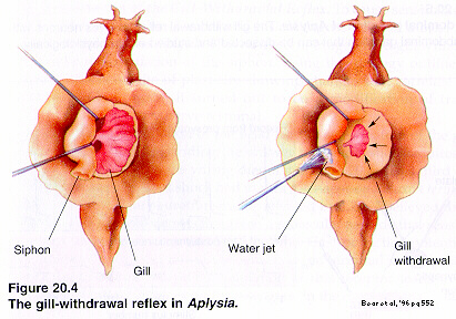 gill withdrawl reflex in aplysia   Bear, 1996 pg 552