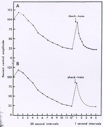 sensitization & dishabituation in spinal cat reflex