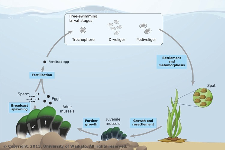 Image of the life cycle of mussels