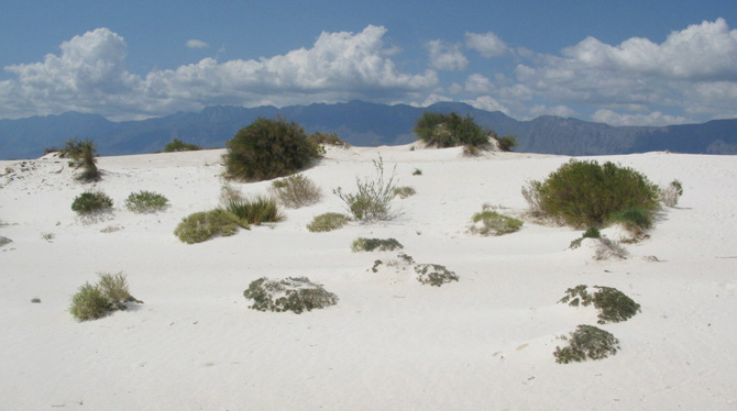 Cuatro Cienegas gypsum dunes