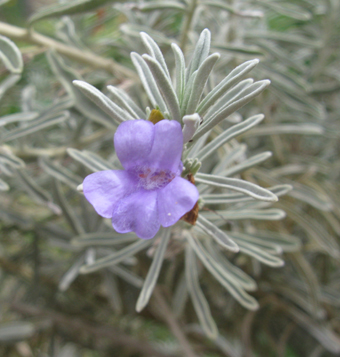 Leucophyllum alejandrae