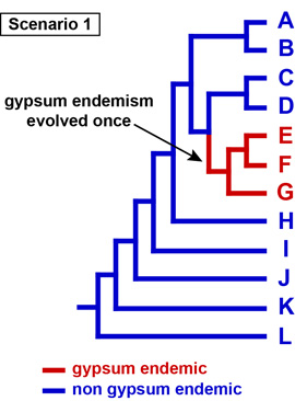 gypsum endemism example phylogeny 1
