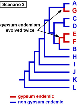 gypsum endemism example phylogeny 2