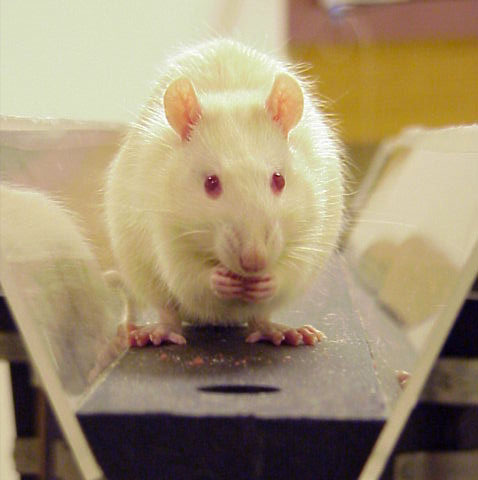 Rat eating fruit loops, a great favorite