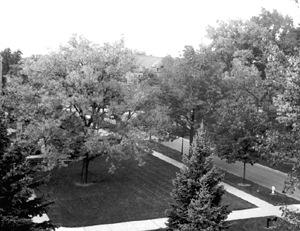All the leaves are brown...