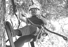 Picture of man scaling a cedar