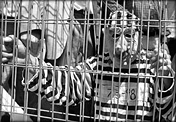 Photo of person protesting in Pinochet mask