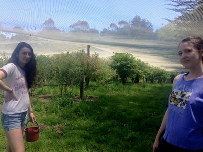 Photo of students volunteering on an organic blueberry and blackberry farm